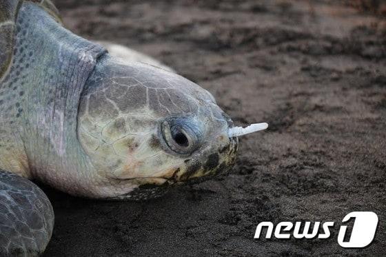 본문 이미지 - 이달 초, 한 바다거북  전문가가 얼굴에 플라스틱 포크가 깊숙이 박힌 바다거북 한마리를 코스타리카 해안가에서 구조했다. (출처=Sean A. Williamson) ⓒ News1