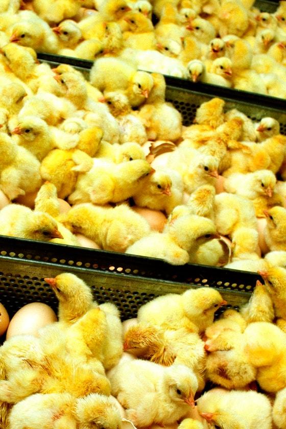 본문 이미지 - 서울 대다수의 방과후학교 생명과학탐구 수업에서 아이들에게 병아리, 도마뱀 등을 나눠준다.  (사진 이미지투데이)ⓒ News1