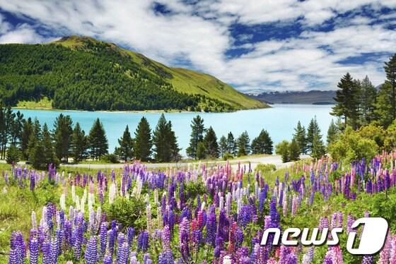 본문 이미지 - 투어익스프레스에서 12월 한 달간 캐세이패시픽 항공권을 발권하는 여행객을 대상으로 얼리버드 특가 이벤트를 마련했다.  사진은 뉴질랜드. 사진 제공/ 투어익스프레스  ⓒ News1