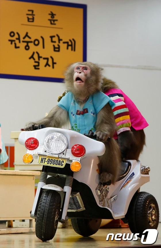 본문 이미지 - 훈련을 받은 일본원숭이들이 오토바이에 올라 타 묘기를 부리는 모습. (자료사진) 