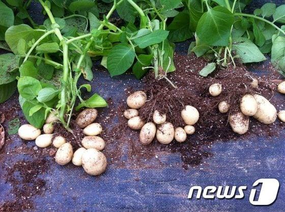 본문 이미지 - 씨감자. ⓒ News1