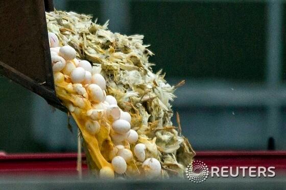 본문 이미지 - 조류독감 감염으로 폐기처분되는 네덜란드 헤켄도르프 양계장의 달걀들.(자료사진) ⓒ 로이터=뉴스1
