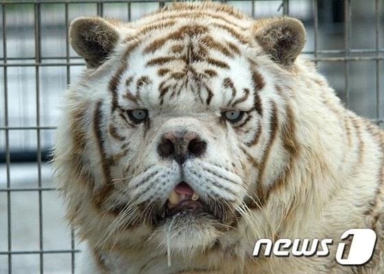 본문 이미지 - 미국 아칸소주 '터펜타인 크릭 야생동물보호지구'의 백호 '케니(Kenny)'.  (터펜타인 크릭 야생동물보호지구)