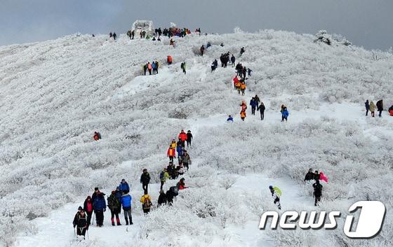 본문 이미지 - 제27회 태백산눈축제의 대미를 장식하는 눈꽃등반대회가 19일 열린다. 지난해 눈꽃 등반대회 모습. ⓒ News1 