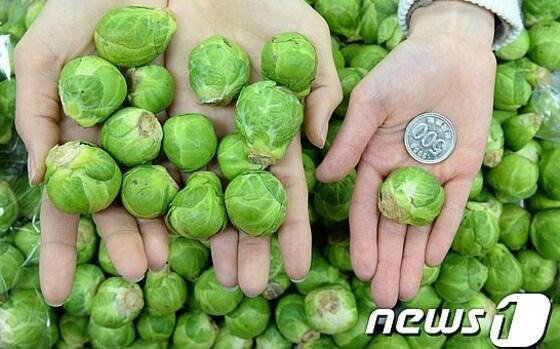 본문 이미지 - 동전 크기 만한 초소형 양배추가 화제다. ⓒ News1