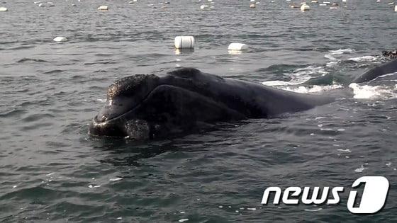 본문 이미지 - 11일 오전 11시쯤 멸종위기종인 북태평양 긴수염 고래가 경남 남해군 미조리 인근 홍합 양식장에서 부이 줄에 걸려 발견됐다. ⓒ News1 최창호 기자