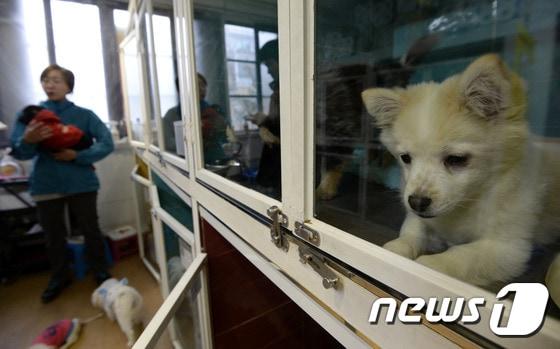 본문 이미지 - 서울 동대문구 동물사랑실천협회 답십리센터에 버려진 유기견들이 주인을 기다리고 있는 모습. 2015.2.16/뉴스1 ⓒ News1 안은나 기자