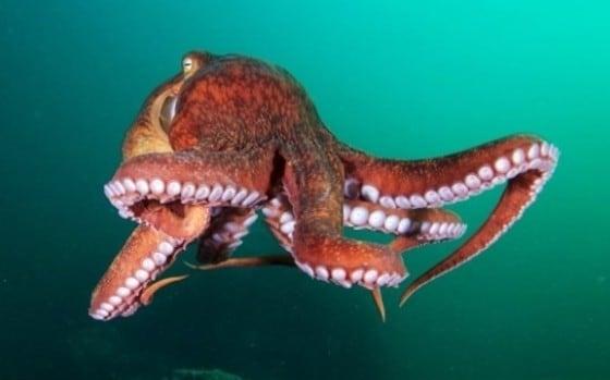 본문 이미지 - 세계의 금기 음식