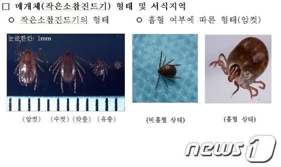 본문 이미지 - 중증열성혈소판감소증후군 매개체 작은소참진드기./ⓒ News1