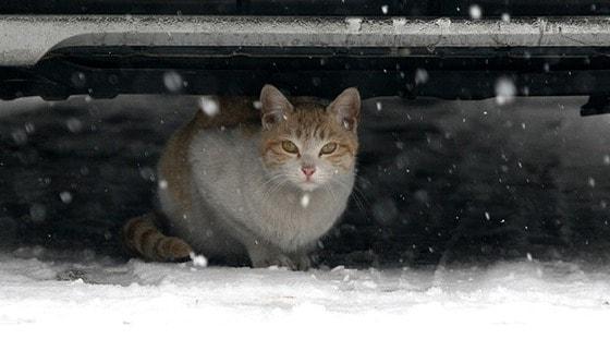 본문 이미지 - 고양이가 먹으면 안 되는 음식