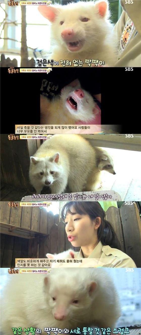 본문 이미지 - SBS &acute;동물농장&acute; 방송 장면