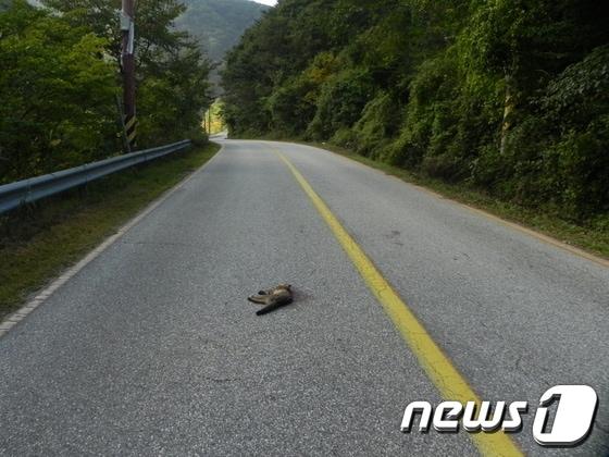 본문 이미지 - 경기도는 로드킬 당한 야생동물의 사체를 일반 쓰레기로 분류하면서 각종 민원이 발생하고 있다.ⓒ News1