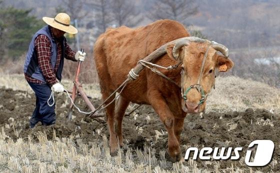 본문 이미지 - 황소가 쟁기질을 하고 있는 모습. (자료사진) ⓒ News1
