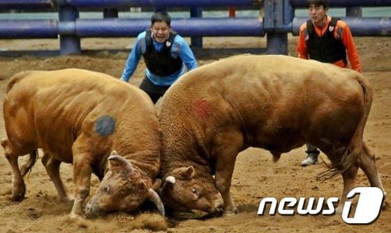 본문 이미지 - 합법적으로 경기당 10만원까지 돈을 걸 수 있는 "청도 소싸움"은 2011년 개장 이래 한해 100만여명이 찾을 정도로 큰 인기를 끌고 있다./사진제공=청도공영사업공사 ⓒ News1 2015.03.22/뉴스1 ⓒ News1