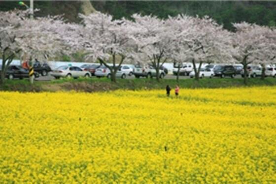 본문 이미지 - 삼척 맹방유채꽃 마을에 조성된 유채꽃밭. ⓒ News1
