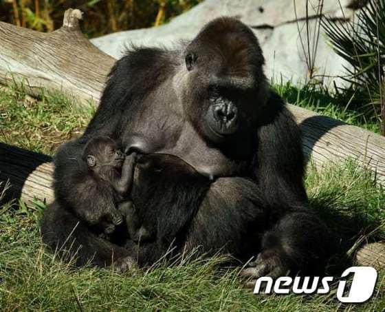 본문 이미지 - US-ANIMAL-SAN DIEGO ZOO