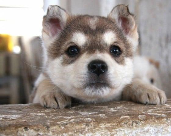 본문 이미지 - 강아지의 기억 지속 시간은 평균 2분으로 밝혀졌다.