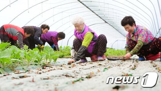 본문 이미지 - 전북 진안군은 여름철 고온기 상추재배의 안정적인 생산 기반을 조성하기 위해 '2025 고랭지 비가림 엽채류 안정생산 기술 시범사업'을 추진한다./뉴스1