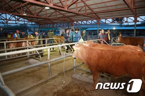 본문 이미지 - 구제역 여파로 임시 폐업한 충북 옥천군 옥천읍 문정리 옥천가축시장이 15일 다시 문을 열었다. 사진은 재개장한 가축시장의 모습. 사진제공=옥천군청 ⓒ News1