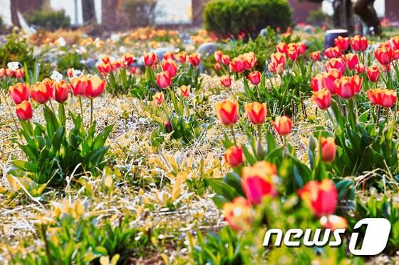 본문 이미지 - 사진은 세종시 사랑의일기 연수원에 마련된 세월호 추모공원에 만개한 튜울립 꽃 ⓒ News1