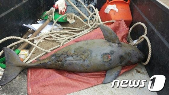 본문 이미지 - 15일 서울 영등포구 양화선착장 인근에서 국제멸종위기종인 돌고래가 발견됐다. (울산고래연구소 제공) ⓒ News1