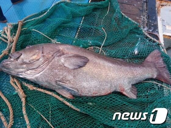 본문 이미지 - 제주도 앞바다에서 그물에 걸린 '전설의 심해어' 돗돔 모습.  2015.4.16/뉴스1 ⓒ News1 이승배 기자
