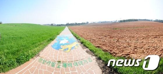 본문 이미지 - 고창청보리밭 축제를 앞둔 17일 오전 전북 고창군 공음면 학원농장 청보리밭 도깨비 이야기길 옆 청보리 밭이 파해쳐져 있어 경관을 해치고 있다.이 땅은 이강수 전 고창군수 부부가 소유하고 있다. 제12회 고창 청보리밭 축제는 18일부터 다음달 10일까지 23일 간 진행된다.2015.4.17/뉴스1 2015.04.17/뉴스1 ⓒ News1 김대웅 기자