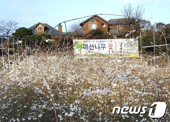 본문 이미지 - 전북 부안군 변산면 풀꽃수목원에서 미선나무와 호랑가시 나무를 주제로 한 향기 축제가 3일부터 5일까지 사흘간 열린다. 사진은 미선나무 군락지. 2015.04.02/뉴스1 ⓒ News1 김대홍 기자