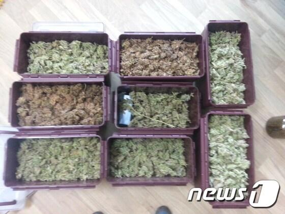 본문 이미지 - 안양만안경찰서는 공장 텃밭에서 재배한 대마초와 밀반입한 필로폰을 유통하거나 흡입·투약한 혐의(마약류관리에 관한 법률 위반)로 최모(54)씨와 김모(45)씨 등 8명을 구속했다. 사진은 최씨가 재배해 김치냉장고 속에 보관했던 대마. ⓒ News1