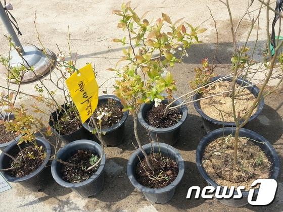 본문 이미지 - 블루베리 묘목ⓒ News1