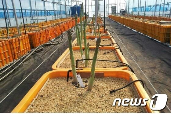 본문 이미지 - 전남도농업기술원(원장 최경주)은 건강 기능성 고급채소인 아스파라거스를 토양재배가 아닌 과일 수확용 상자에 인공토양를 넣어 재배할 수 있는 기술을 개발했다고 6일 밝혔다.(전남농업기술원 제공) 2015.4.6ⓒ News1