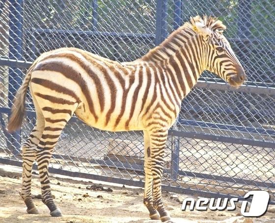 본문 이미지 - 대구 달성공원 동물원에 있는 그랜트 얼룩말/사진제공=달성공원 관리사무소 ⓒ News1