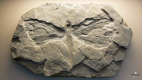 본문 이미지 - 메가네우라 화석 <출처: By Hcrepin@Wikimedia Commons(CC BY-SA)>