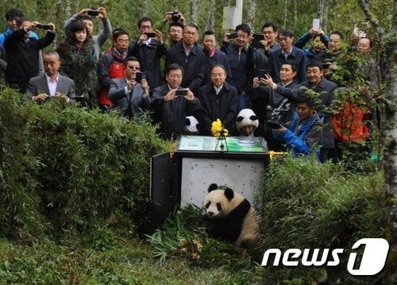 본문 이미지 - 중국 자이언트판다. ⓒAFP=뉴스1잡아