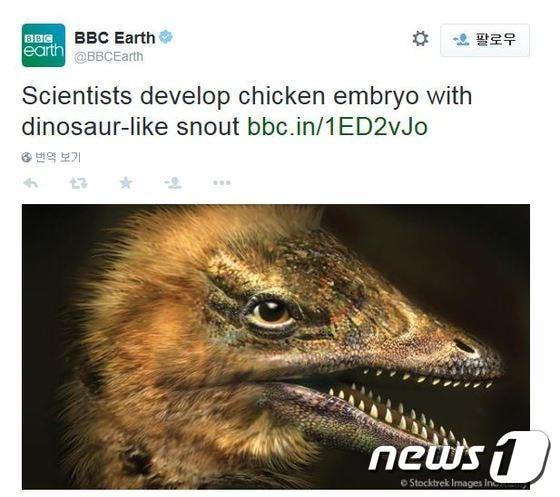 본문 이미지 - '공룡닭' 병아리 가상도 (BBC 트위터 캡쳐) @ News1