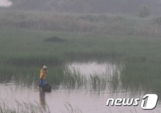 본문 이미지 - 창녕 우포늪에서 한 어부가 거룻배에 올라 고기잡이에 나서고 있다. 우포늪은 국내 최대의 자연 늪지로 1997년 생태계보전지역 가운데 생태계특별보호구역으로 지정됐으며, 1998년 국제습지조약 보존습지로 지정돼 국제적인 습지가 됐다./뉴스1 ⓒ News1 이철우 기자