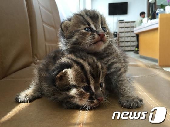 본문 이미지 - 부석면 천수만 간척농지에서 발견된 삵 새끼 ⓒ News1