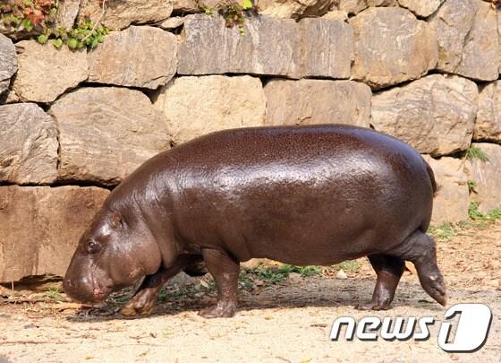 본문 이미지 - [자료] 멸종위기종 "피그미하마"(사진=서울대공원 제공) 2015.05.03/뉴스1 ⓒ News1 고유선 기자