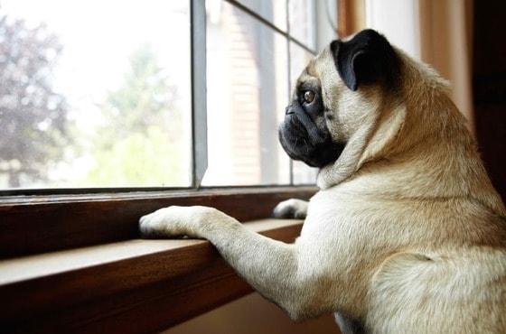 본문 이미지 - 호주의 행동치료 전문 수의사인 섹셀 박사가 '강아지 분리불안 극복 방법'을 소개했다. 