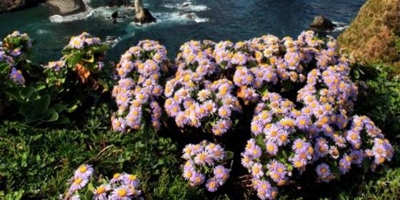 본문 이미지 - 독도의 대표적 자생식물 해국(海菊).