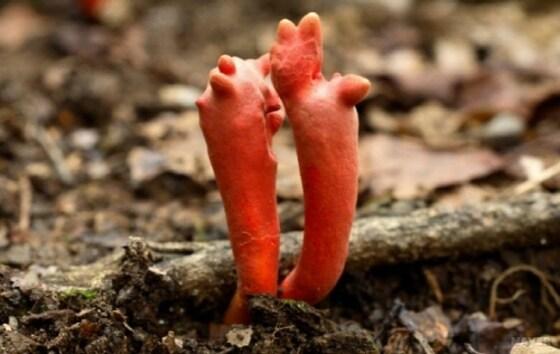본문 이미지 - 붉은사슴뿔버섯(출처=네이버)