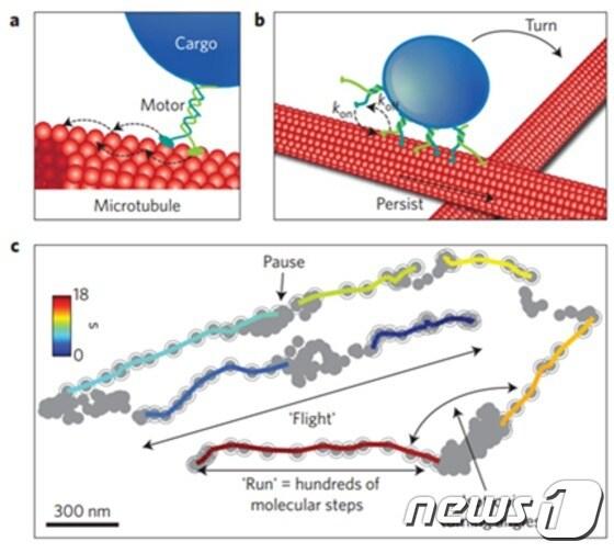 본문 이미지 - 살아있는 세포 내 엔도솜 이동경로ⓒ News1