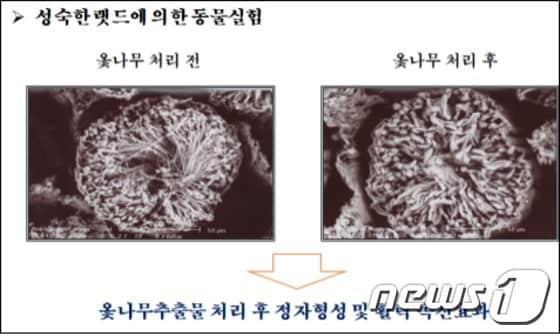 본문 이미지 - 옻나무 추출물 처리후 정자형셩 및 활력 촉진효과를 나타낸 이미지.(전남대 제공) 2015.5.8ⓒ News1