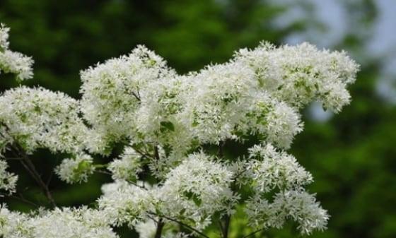 본문 이미지 - 이팝나무는 쌀알처럼 희고 작은 꽃잎이 특징이다. 