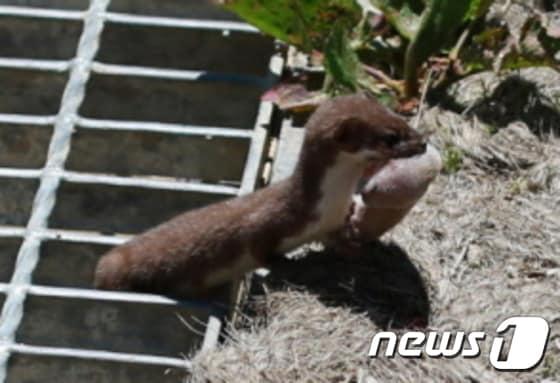 본문 이미지 - 덕유산 향적봉대피소 인근에서 포착된 무산쇠족제비.(덕유산국립공원제공)2015.6.18/뉴스1ⓒ News1