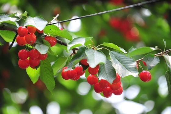 본문 이미지 - 경기도 화성시 송산면에 위치한 재배농가에서 재배중인 앵두체리. (농협 제공) ⓒ News1