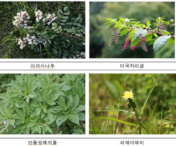 본문 이미지 - 피부미백과 치주질환 개선 등의 치료효과가 입증된 위해 외래종. ⓒ News1