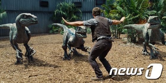 본문 이미지 - 영화 &acute;쥬라기 월드&acute;에서 오웬(크리스 프랫)이 공룡 랩터를 조련하는 장면. (영화 스틸컷) ⓒ News1
