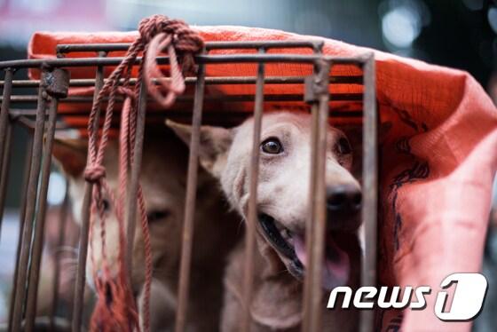 본문 이미지 - 중국 위린시에서 하지를 맞아 열린 개고기 축제에서 식용 개들이 우리에서 팔리고 있다. ⓒ AFP=뉴스1