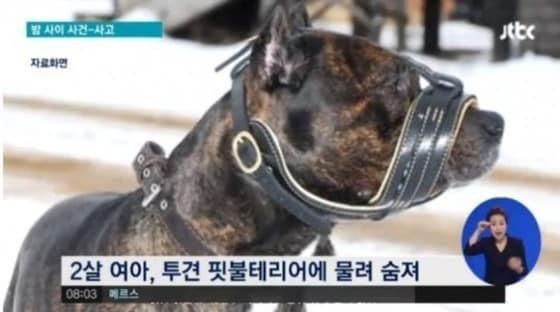 본문 이미지 - 지난 22일 청주에서 2세 여자아이가 기르던 아메리칸 핏불테리어에 물려 숨졌다.(출처: JTBC 뉴스 캡처)